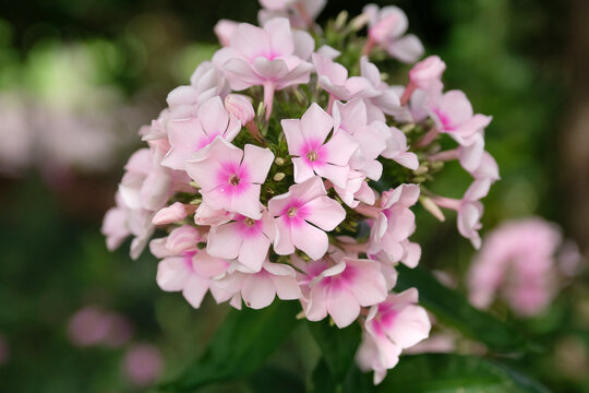 Pink and white Garden Phlox paniculata &lsquo;Europa&rsquo; in flower.