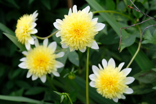 White and yellow  anemone flowered Dahlia &lsquo;Freya's Paso Doble&rsquo; in flower.