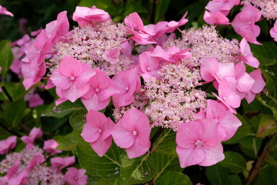 Pink Hydrangea macrophylla, lace cap &lsquo;Zorro&rsquo; in flower.