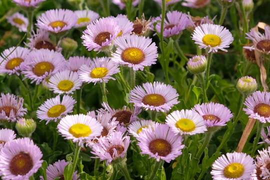 Purple Erigeron glaucus &lsquo;Western Hills&rsquo;, glaucous leaved fleabane in flower.