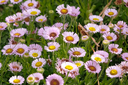 Purple Erigeron glaucus &lsquo;Western Hills&rsquo;, glaucous leaved fleabane in flower.