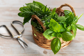 Fresh herbs harvest in basket with garden scissors © Olena Rudo