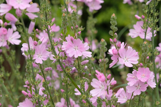 Pale pink Sidalcea Rosaly, Prairie Mallow, in flower.