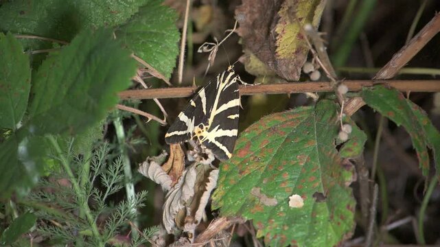 Jersey Tiger Moth (Euplagia quadripunctaria) revealing its bright orange hindwings as it takes off. July, Kent, UK [Slow motion x10]