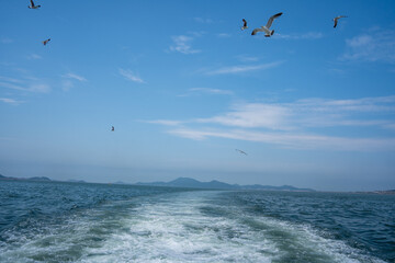 Obraz premium Seagulls flying above ocean wake with distant coastline
