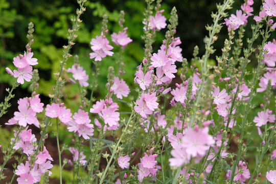 Pale pink Sidalcea Rosaly, Prairie Mallow, in flower.