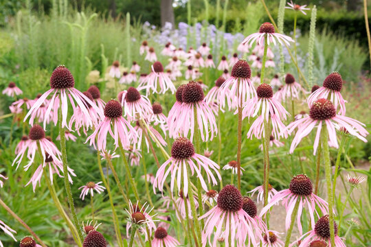 Pink Echinacea pallida, the pale purple coneflower