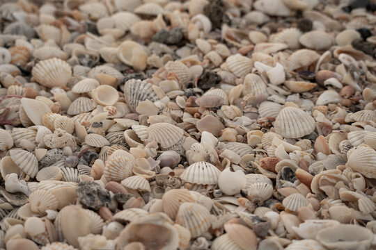 sea shells beige background tropical