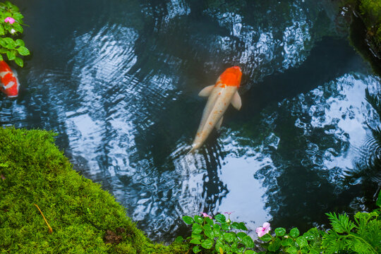 Colorful fancy carp fish (koi fish) in a garden pond in Japan,nishikigoi or orange carp.