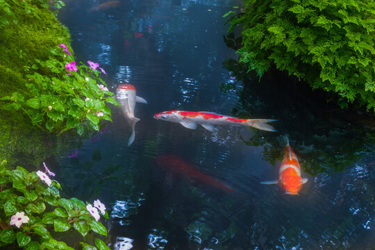 Colorful fancy carp fish (koi fish) in a garden pond in Japan,nishikigoi or orange carp.