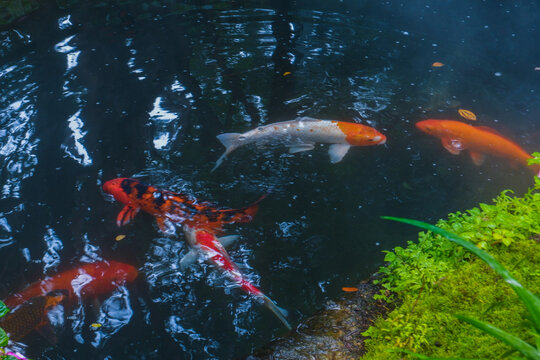 Colorful fancy carp fish (koi fish) in a garden pond in Japan,nishikigoi or orange carp.