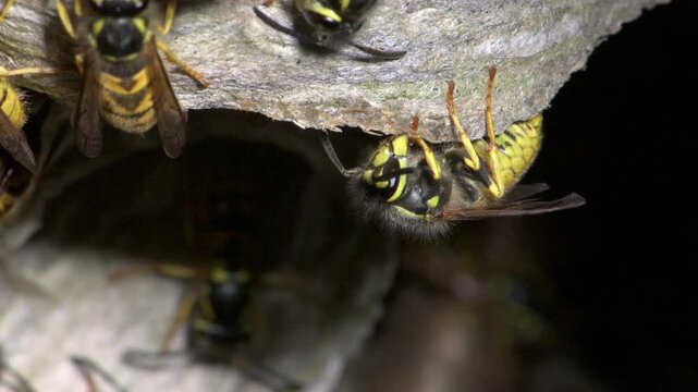 German Wasp (Vespula germanica) using chewed-up wood the add to the papery structure inside their nest, in a hole in the ground. July, Kent, UK [Slow motion x4]