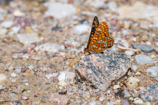 Scarce fritillary butterfly (Euphydryas maturna) resting on a small rock on a gravel ground in Latvia.