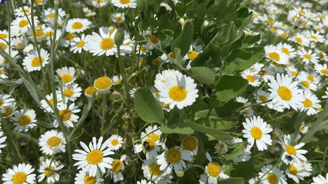 Beautiful field of blooming chamomile wildflowers waving gently in the breeze under bright sunlight, creating a serene and natural summer landscape. Wild daisy flowers in nature, perfect for organic c