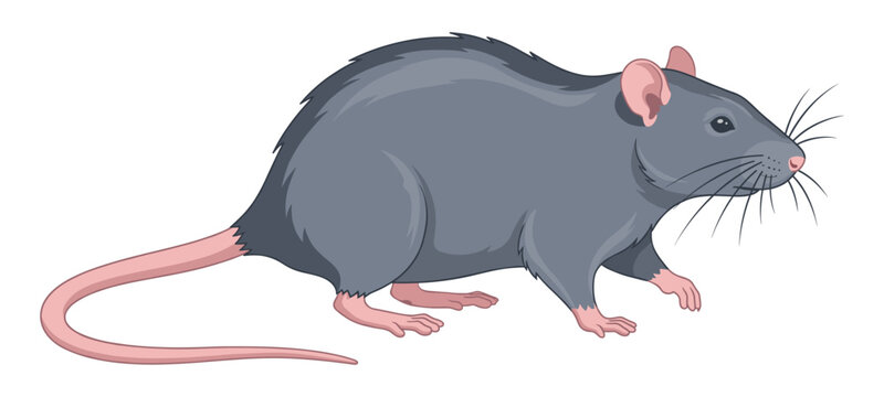 Grey rat cartoon character