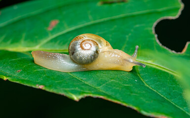 Snail crawling slowly on a green leaf surface © Pawich Sattalerd