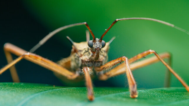 Close up spiny leaf footed bug on green leaf