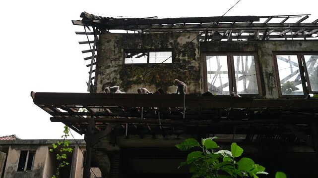 Monkeys sit on old balcony in Ubud