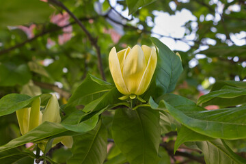 Spring blooming yellow magnolia tree. Magnolia branches blooming close-up © tillottama