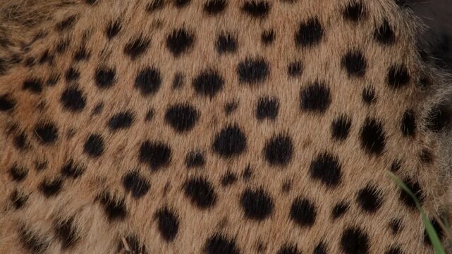 Cheetah fur texture close up, wild leopard skin pattern with black spots on tan hair, exotic animal print background for fashion and nature design