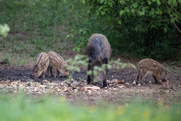 Wild boar sow with cute striped piglets foraging in a forest clearing in Latvia. © Gatis