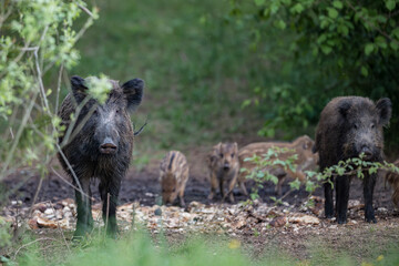 Wild boar sounder with sows looking at camera and cute striped piglets in a forest clearing in Latvia. © Gatis