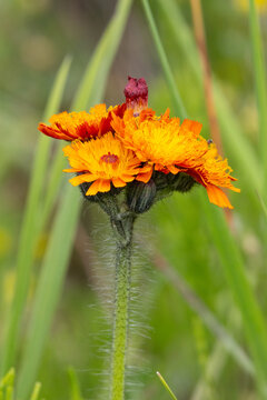 Close up of a flower known as Fox and Cubs, England, UK.
