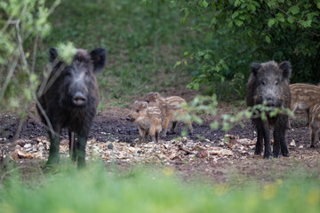 Cute striped wild boar piglets standing in focus between adult sows in a forest clearing in Latvia. © Gatis