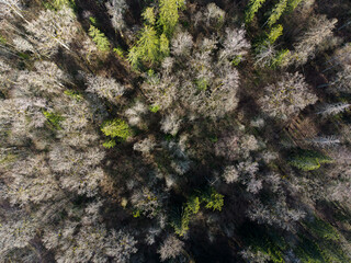 Aerial view mixed forest canopy wilderness exploration nature photography © Maddi