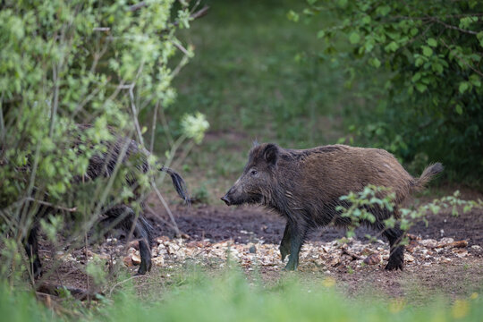 Wild boar walking in side view profile in a forest clearing behind another wild pig in Latvia.