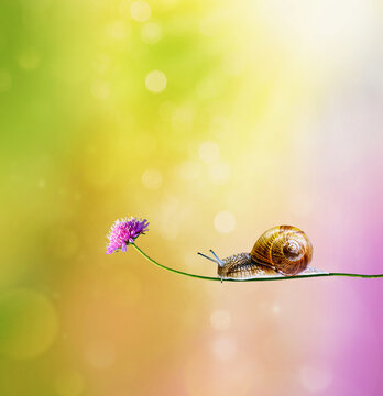 Garden snail crawling along a delicate wildflower against a soft colorful bokeh background with copy space. Nature macro composition symbolizing patience, tranquility, growth, and harmony