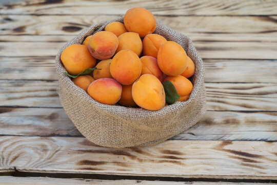 Basket filled with freshly harvested ripe apricots from a home orchard during the summer season.