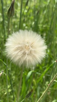 Close-up shot of a fluffy white dandelion seed head blowing gently in the wind against a lush green grass background. Macro video of a giant wild salsify blowball in a vibrant summer meadow, showcasin