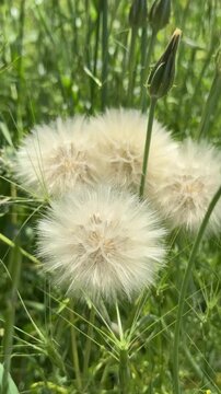 Close-up shot of a fluffy white dandelion seed head blowing gently in the wind against a lush green grass background. Macro video of a giant wild salsify blowball in a vibrant summer meadow, showcasin