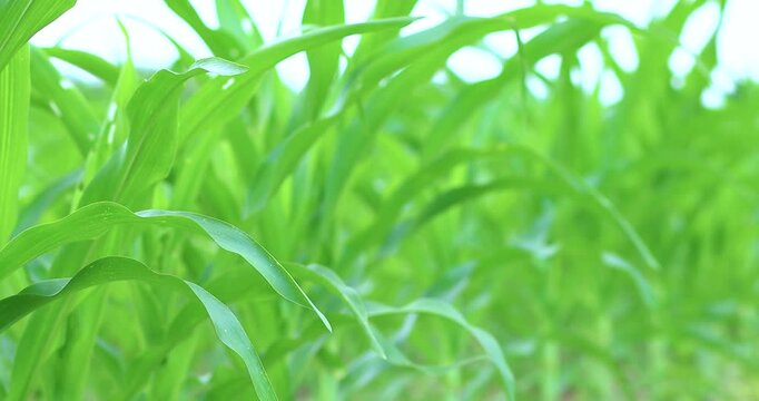 Fresh green corn leaves growing in a farm field, close-up, natural texture, healthy plant growth, sustainable agriculture, fertility, and vibrant greenery