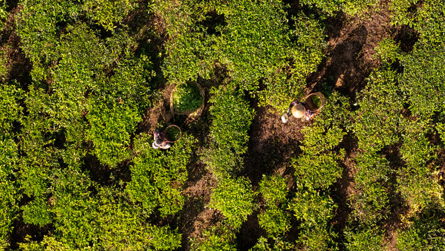 Aerial view of Bedakah Tea Plantation with workers wearing conical hats harvesting tea leaves into baskets among lush green rows of tea bushes in Kecamatan Kertek, Jawa Tengah, Indonesia.