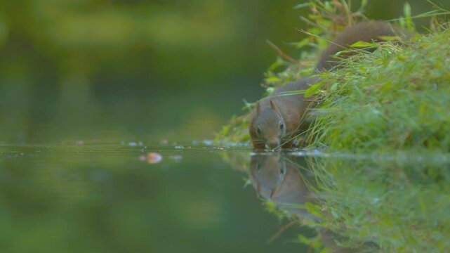 Curious squirrel drinks water by lake edge, reflection in clear water, lush green grass and trees background.