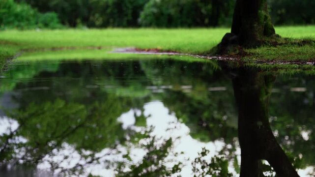 Green trees reflected in a deep rain puddle below a bokeh lawn and tall tree, cinematic summer park b-roll in Tokyo, Japan