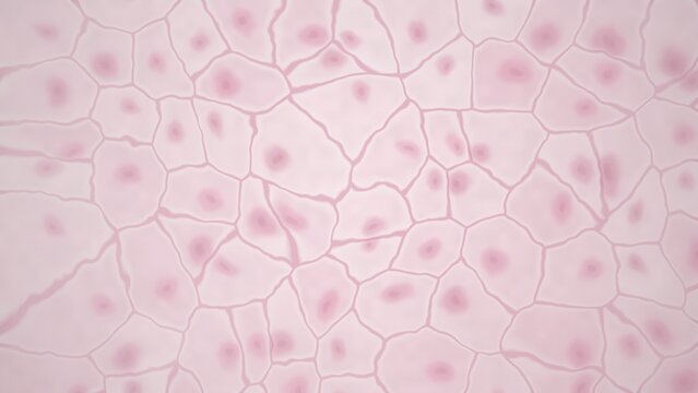 Microscopic view of cells with nuclei
