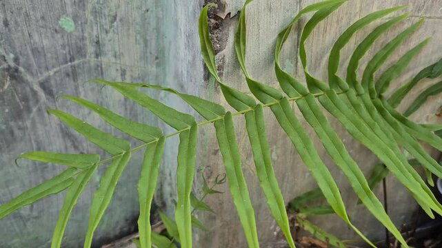 Close up of green sword fern (Nephrolepis) leaf growing near concrete wall background
