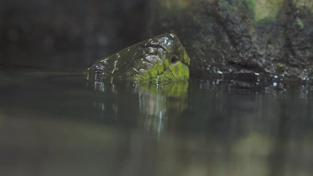 Green anaconda snake head peaking above dark water surface in cinematic rainforest habitat close up footage.