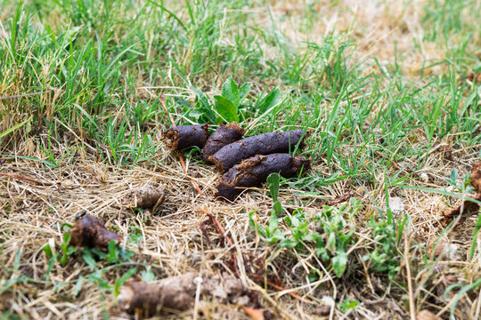Dog feces on the ground. Dog poop in the grass. Dog droppings in a park. Pet feces. Cleaning up after a pet