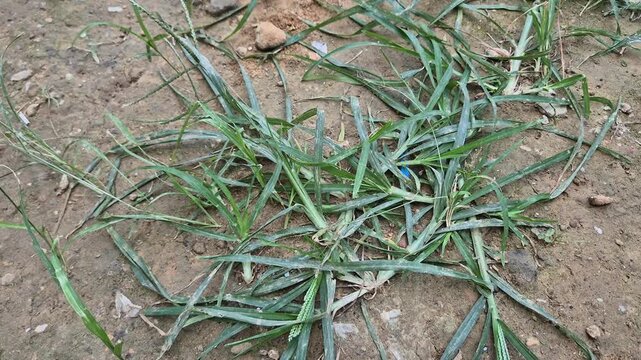 Close up of Indian goosegrass (Eleusine indica) growing on dry soil ground, wild weed plant background
