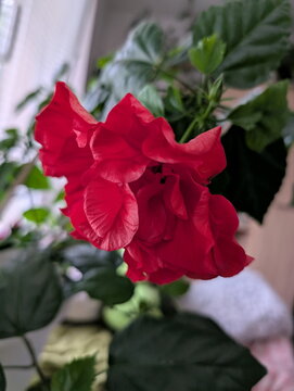 Vibrant Red Double Hibiscus Bloom Close-up