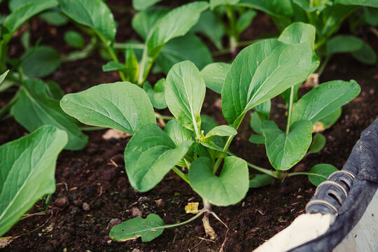 Healthy Bok Choy Plant Growing in Organic Garden Soil