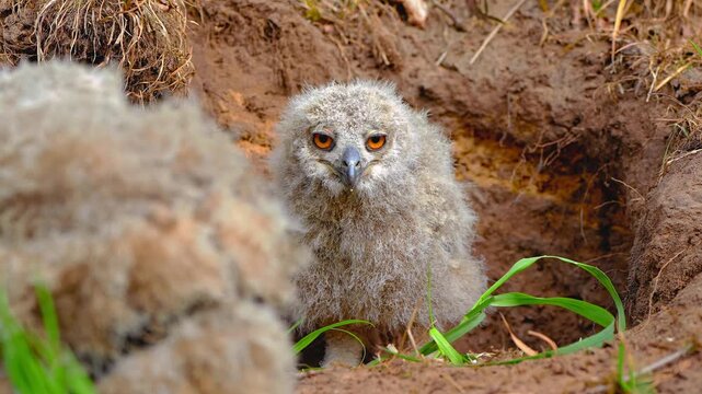 Young eagle owl chick with orange eyes sits in earthen nest hole looking at camera lens in wild nature clip.