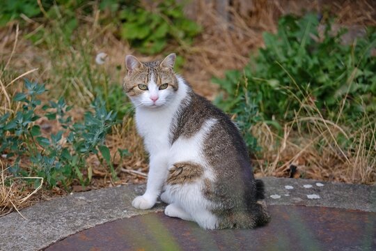 Cute Street cat is sitting at the meadow and looking away. Horizontal image.	