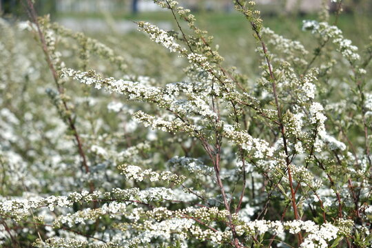 Beautiful blooming white spirea shrub branches with small flowers in outdoor park or garden during sunny spring season.