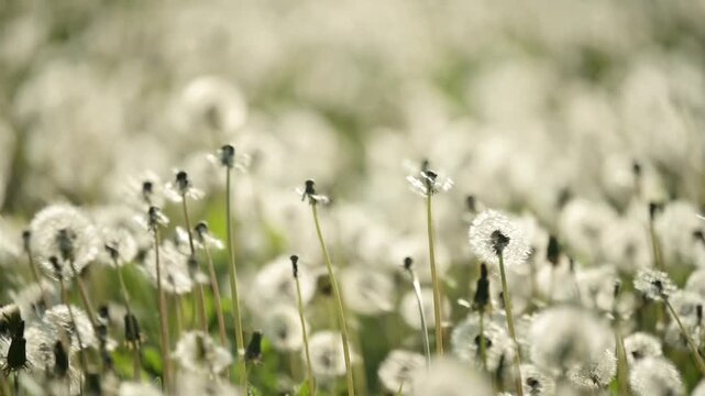 Fluffy dandelions sway and their seeds fly away in the wind. Close-up of dandelions with fluff blowing away, symbolizing freedom, change, new beginnings and moving forward