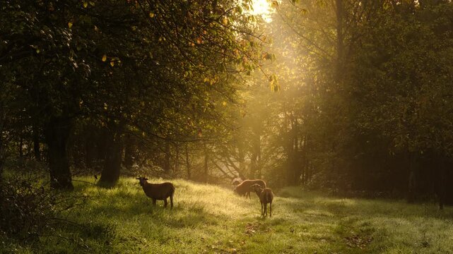 Sheep grazing under trees in open countryside with a beam of warm sunlight in rainy, misty atmosphere